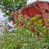 Roter Container hinter Grünpflanzen im Baustellenbereich