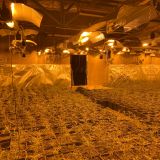 Cannabis-Pflanzen in einer Indoor Plantage.