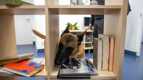 Training of a data storage detection dog