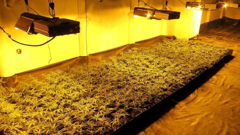 Cannabisplantage bei Razzia